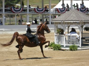 Horse Show Blowing Rock, NC PHOTO SMALL 6-08 008